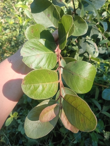 Psidium guineense observed 2026-06-23