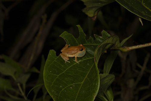 Golden Shrub Frog