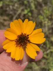 Thelesperma filifolium