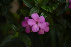 Meriania speciosa