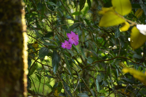 Meriania speciosa, photograph 2