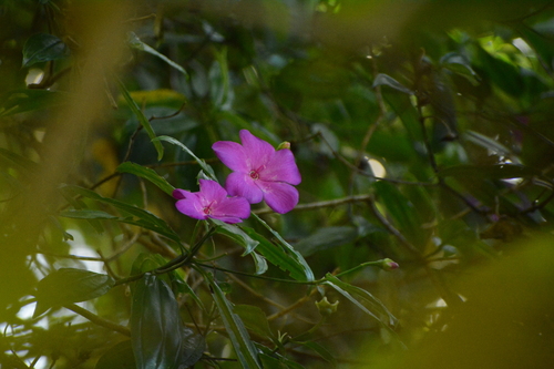 Meriania speciosa, photograph 1