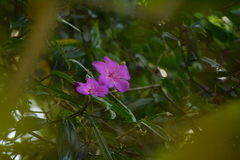 Meriania speciosa, photograph (c) Siddarth Machado, some rights reserved (CC BY)