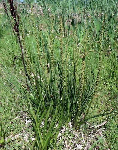 common arrowgrass