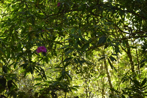 Meriania speciosa, photograph 3