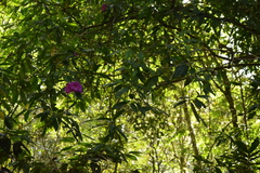 Meriania speciosa, photograph (c) Siddarth Machado, some rights reserved (CC BY)