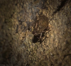 Cotylana angustifrons