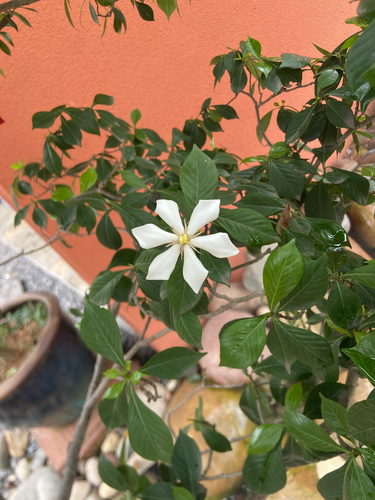 common gardenia