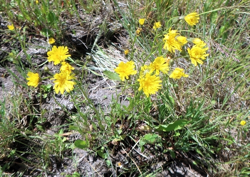 narrow-leaved hawksbeard