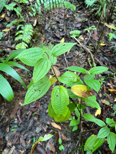 Miconia crenata observed 2026-06-23