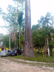 Bertholletia excelsa