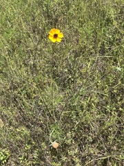 Thelesperma filifolium