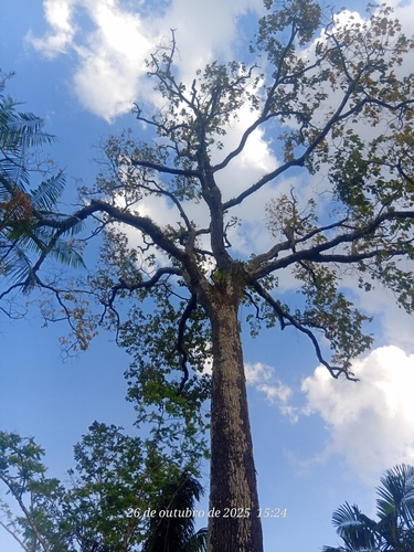 Bertholletia excelsa, photograph 2