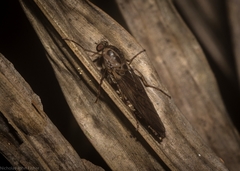 Chiromyzinae