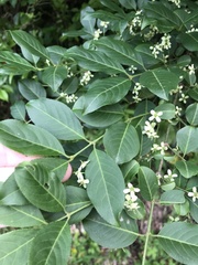 Euonymus hamiltonianus, photograph author not stated, no rights reserved