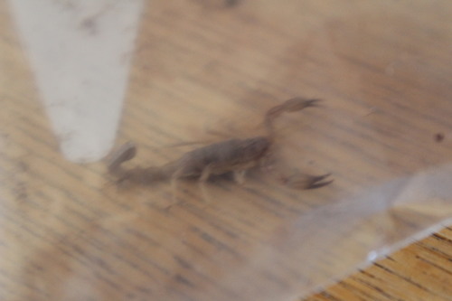 Thick-handed Scorpion