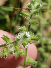 Cryptantha texana