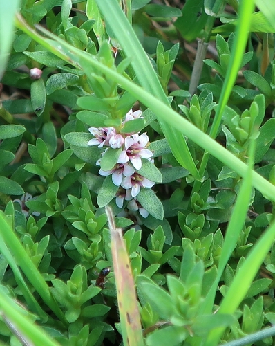 Sea Milkwort