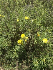 Oenothera berlandieri