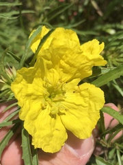 Oenothera berlandieri