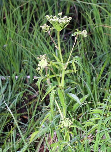 water hemlock