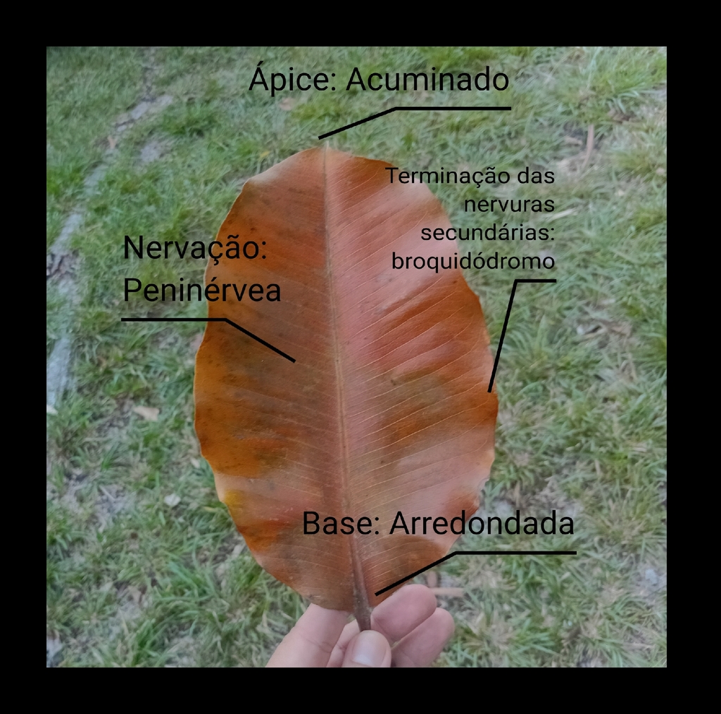 Bertholletia excelsa; photograph (c) Evandro Maia Neves, some rights reserved (CC BY)