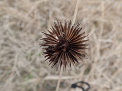 Echinacea pallida