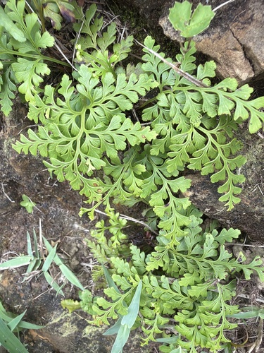 Odontosoria biflora observed 2026-06-25