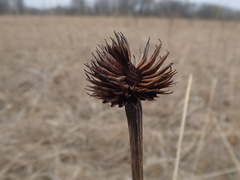 Echinacea pallida