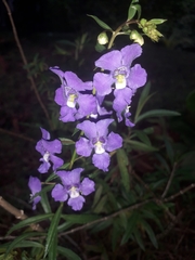 Angelonia