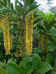 Lophanthera lactescens