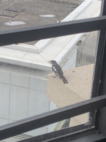 Oriental Magpie-Robin