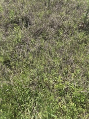 Desmanthus illinoensis