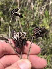 Desmanthus illinoensis