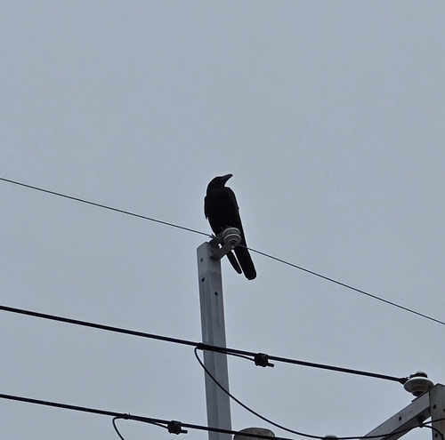 Japanese Crow
