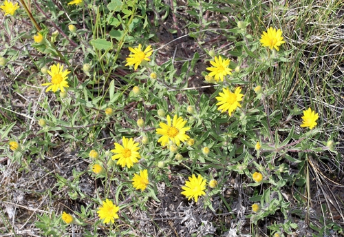 Hairy False Goldenaster