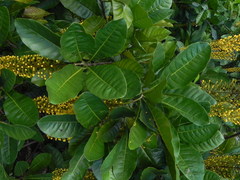 Lophanthera lactescens