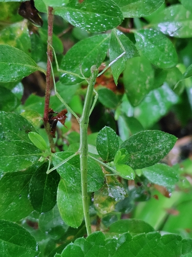 Phraortes elongatus