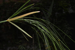 Cyperus giganteus