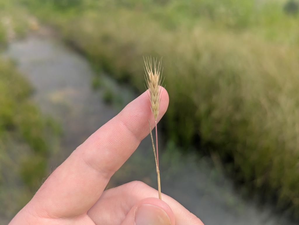 Hordeum pusillum; photograph (c) Ryan Sorrells, some rights reserved (CC BY)