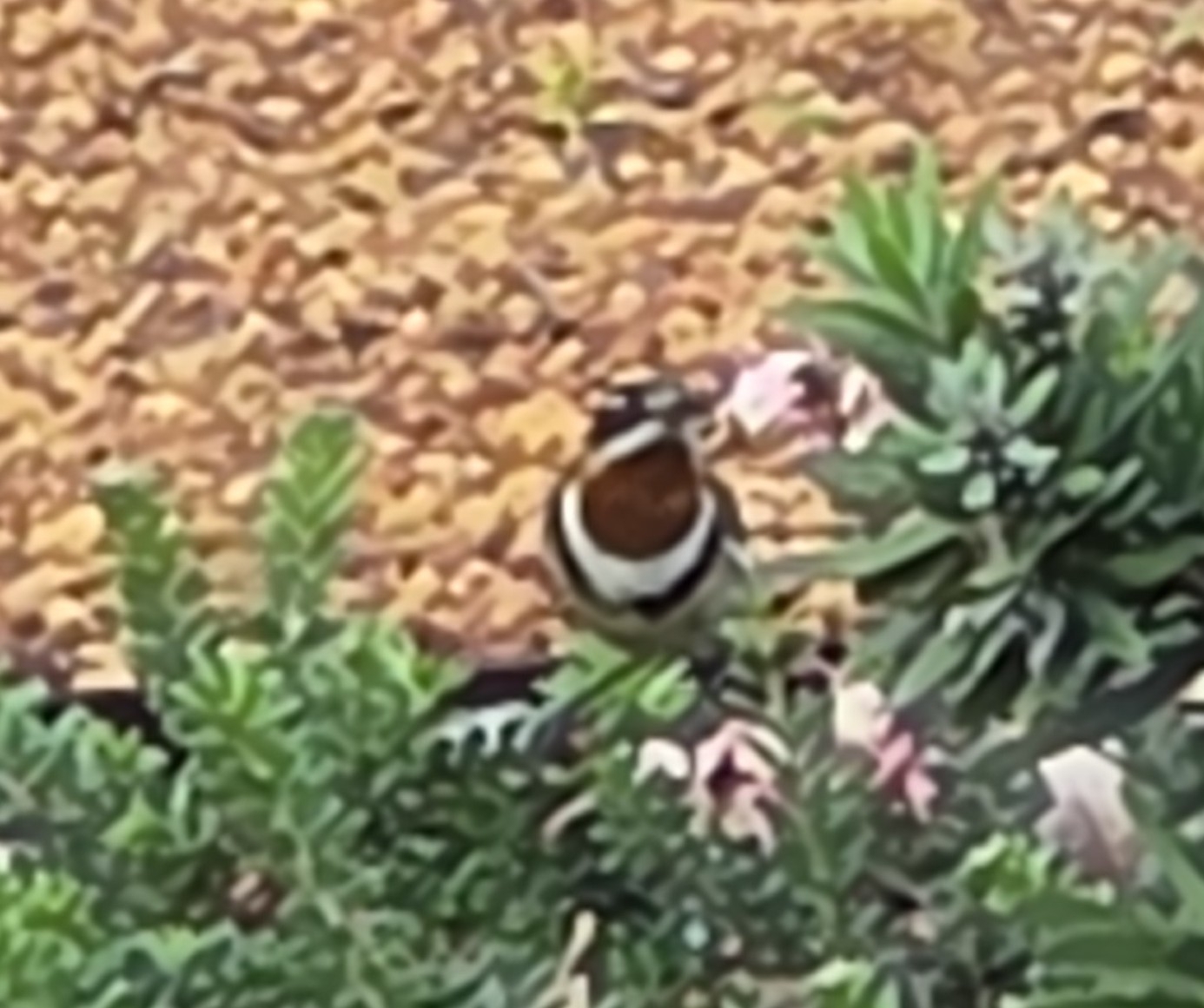 Western Spinebill (Acanthorhynchus superciliosus), photo 7