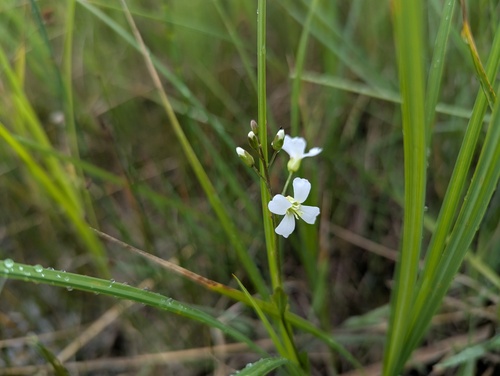 Cardamine bulbosa