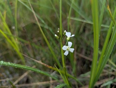 Cardamine bulbosa