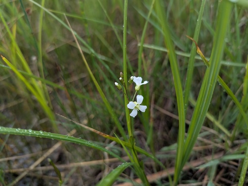 Cardamine bulbosa, photograph 1