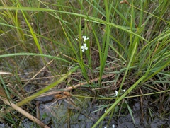 Cardamine bulbosa, photograph (c) Ryan Sorrells, some rights reserved (CC BY)