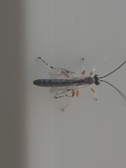 Oxyrrhexis carbonator