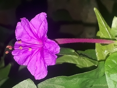 Nyctaginaceae