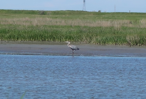 Great Blue Heron