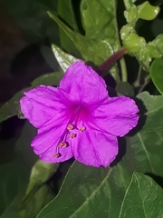 Nyctaginaceae