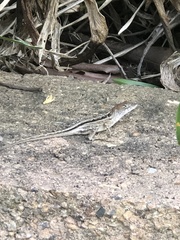 Anolis sagrei